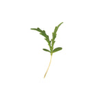 Shungiku Greens 9 Oz