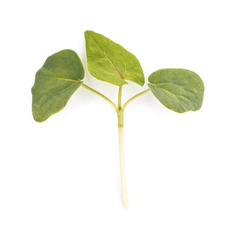 Buckwheat Shoots 10 Oz