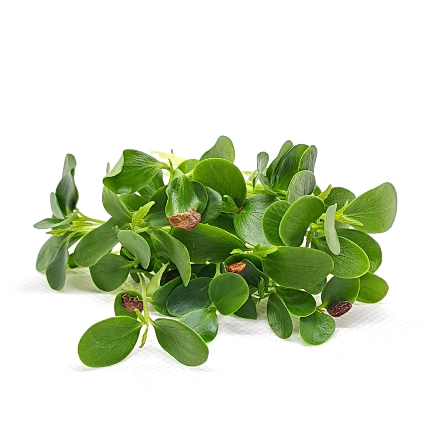 Chinese Mahogany Microgreens 8 Oz