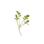 Curly Watercress 4 Oz