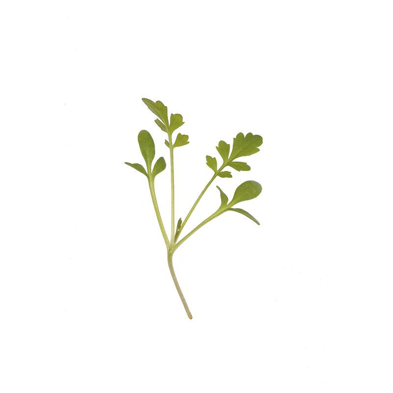Curly Watercress 4 Oz
