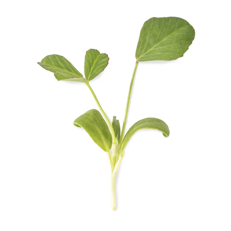 Fenugreek Microgreens 4 Oz