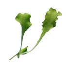 Green Curly Endive Microgreens 4 Oz