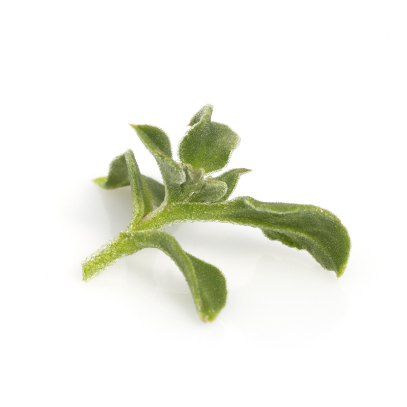 Ice Plant Microgreens 4 Oz