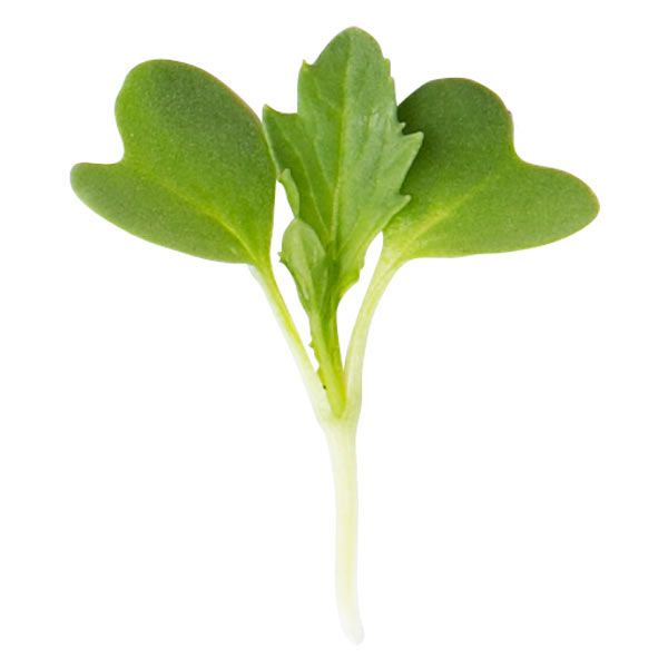 Mizuna Microgreens 6 Oz
