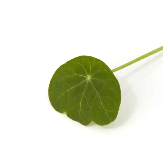 Nasturtium Shoots 5 Oz