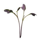 Purple Broccoli Microgreens 6 Oz