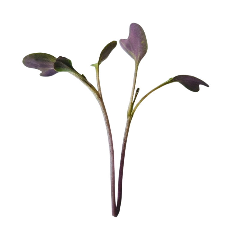 Purple Broccoli Microgreens 6 Oz