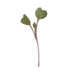 Purple Kohlrabi Microgreens 6 Oz