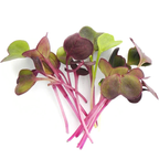 Radicchio Microgreens 4 Oz