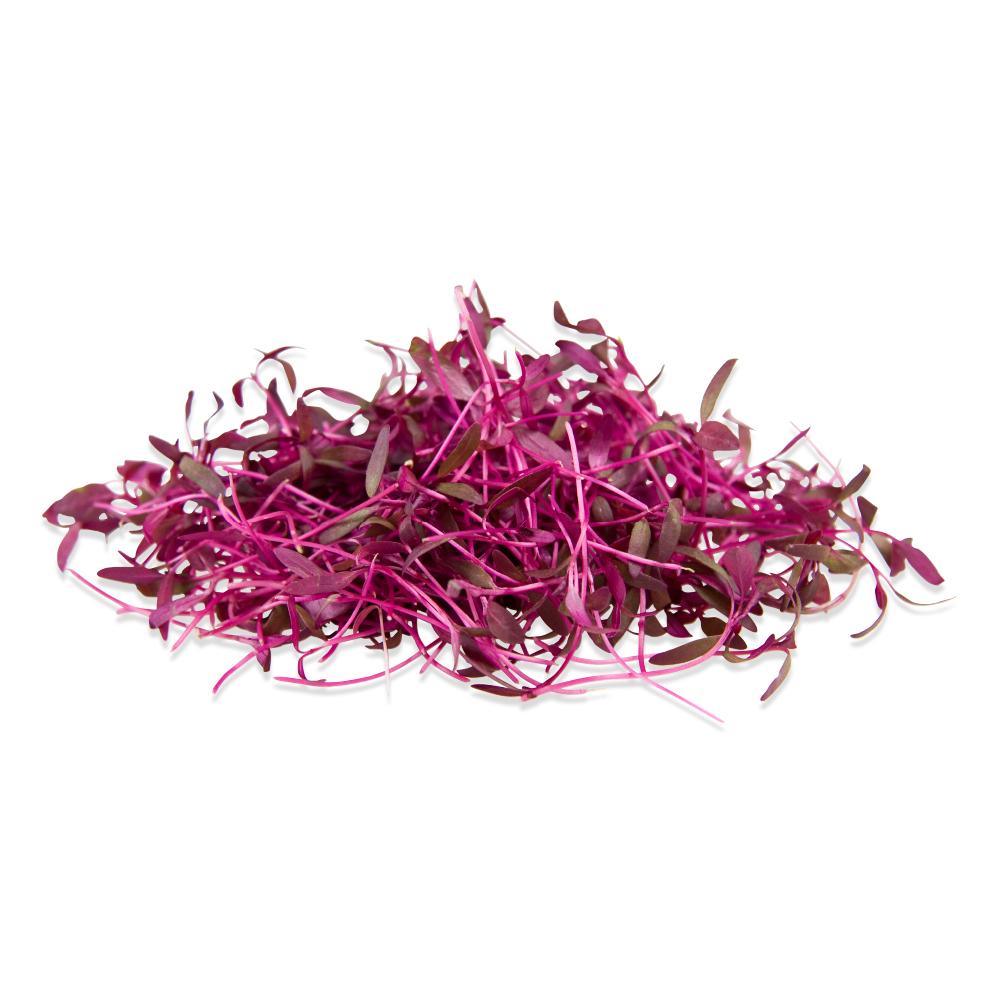 Red Amaranth Microgreens 8 Oz