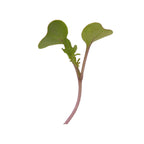 Red Russian Kale Microgreens 5 Oz