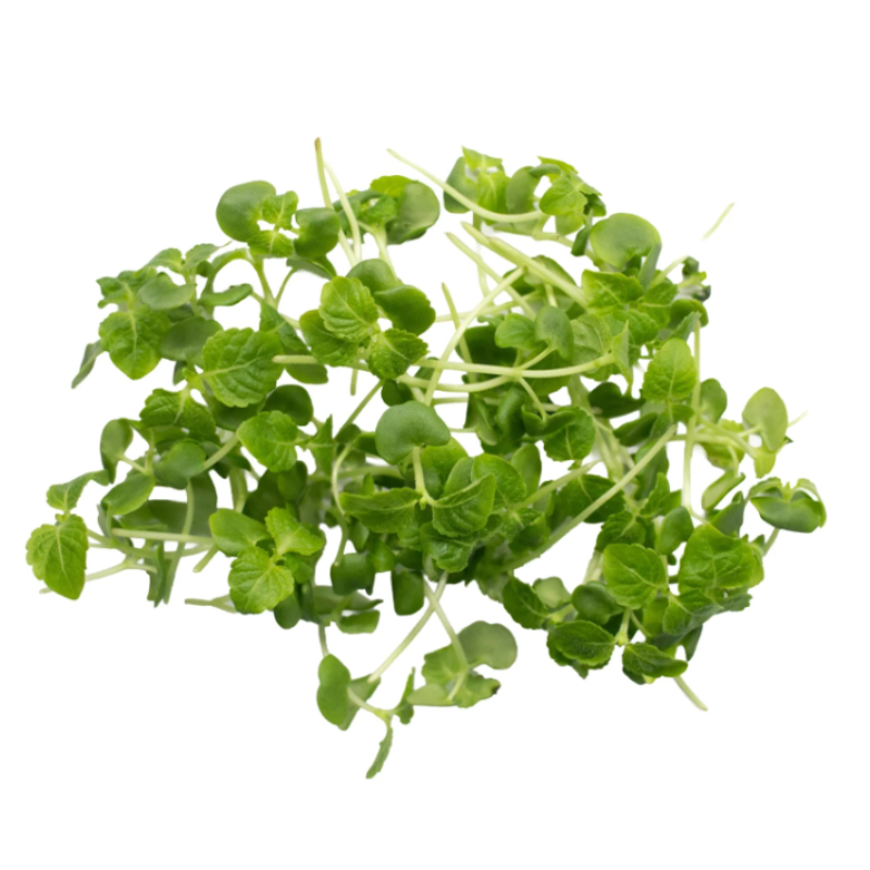 Shiso Green Microgreens 8 Oz