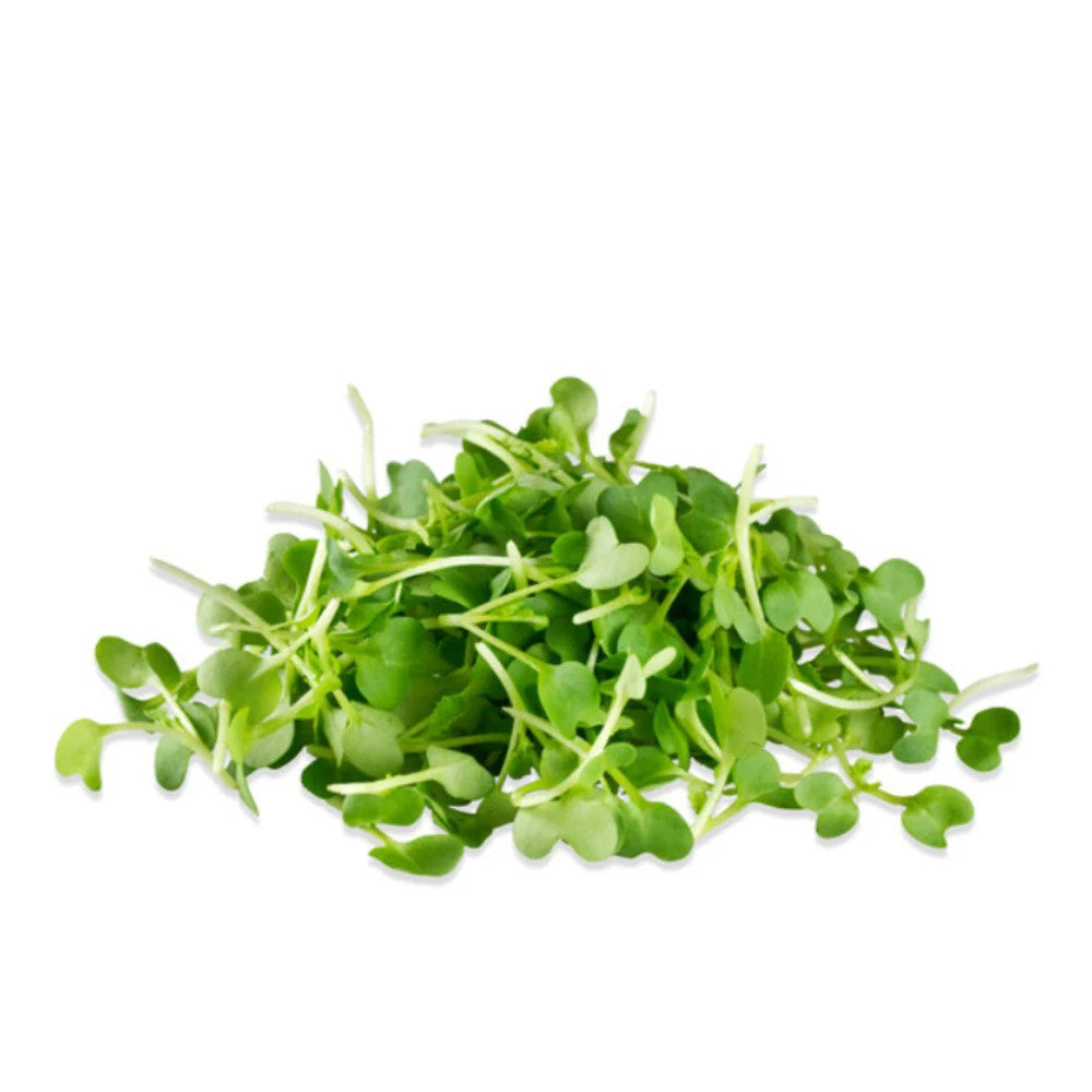 Spicy Oriental Mustard 6 Oz