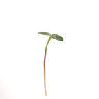 Sunflower Shoots 16 Oz