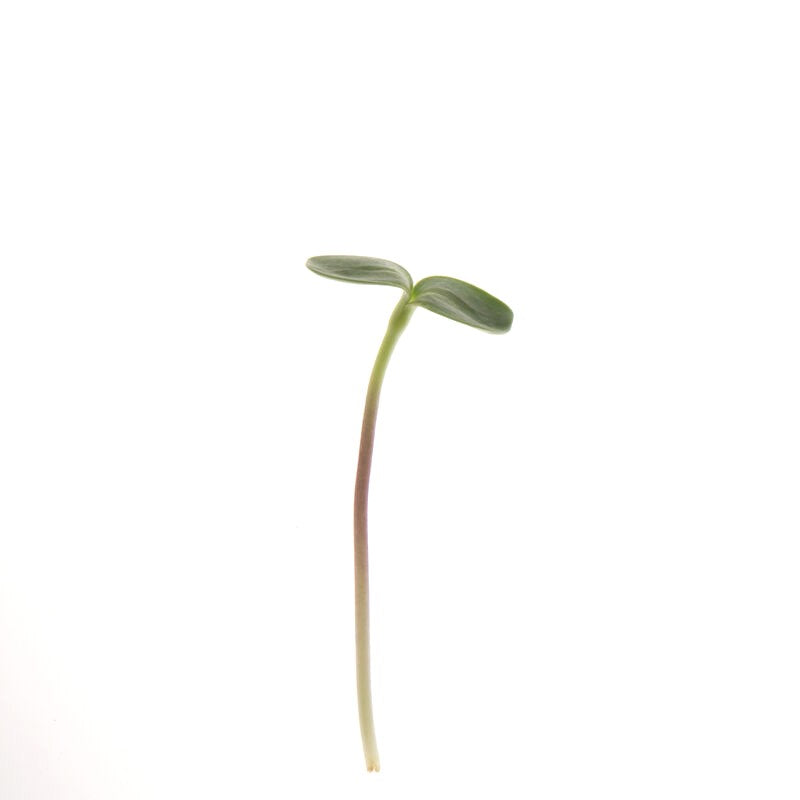 Sunflower Shoots 16 Oz