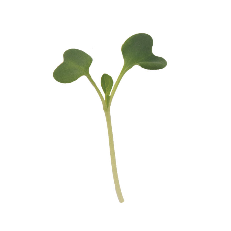 Tatsoi Microgreens 5 Oz