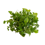 Wild Rocket Arugula Microgreens 10 Oz
