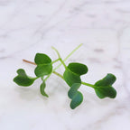 Minowase Radish Microgreens 12 Oz