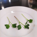 Minowase Radish Microgreens 12 Oz