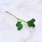 Minowase Radish Microgreens 12 Oz