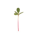 Purslane Microgreens 6 Oz