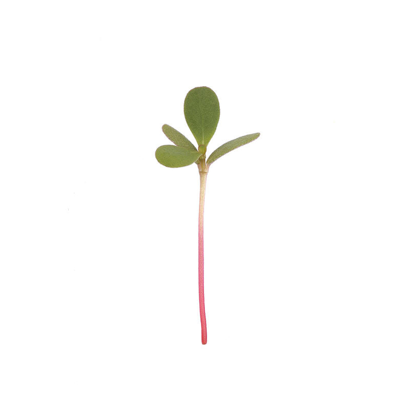 Purslane Microgreens 6 Oz