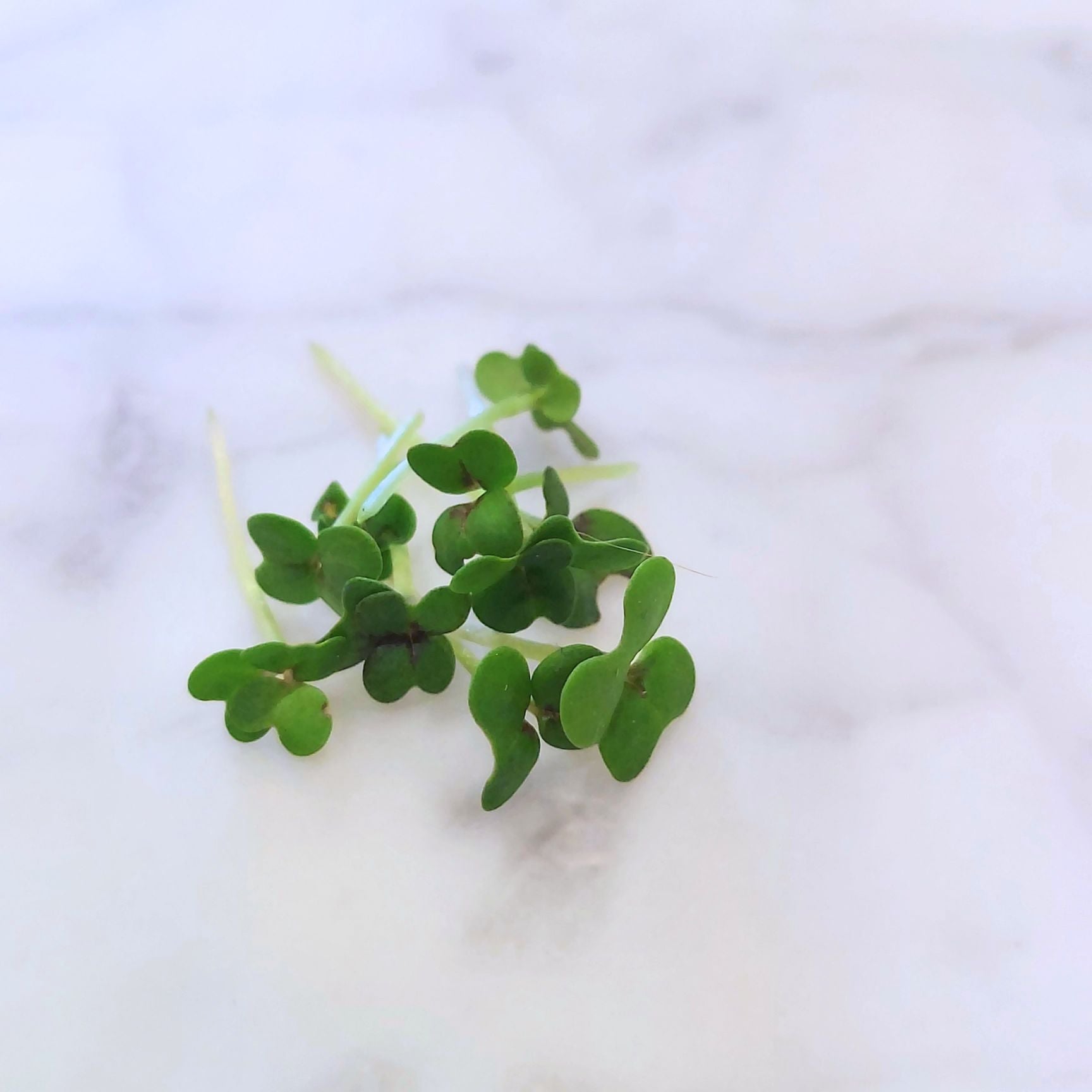Red Giant Mustard 8 Oz