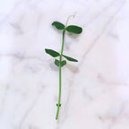 Speckled Pea Shoots 15 Oz