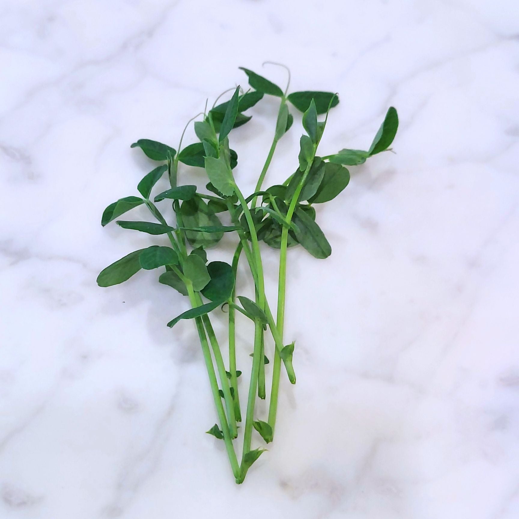 Speckled Pea Shoots 15 Oz