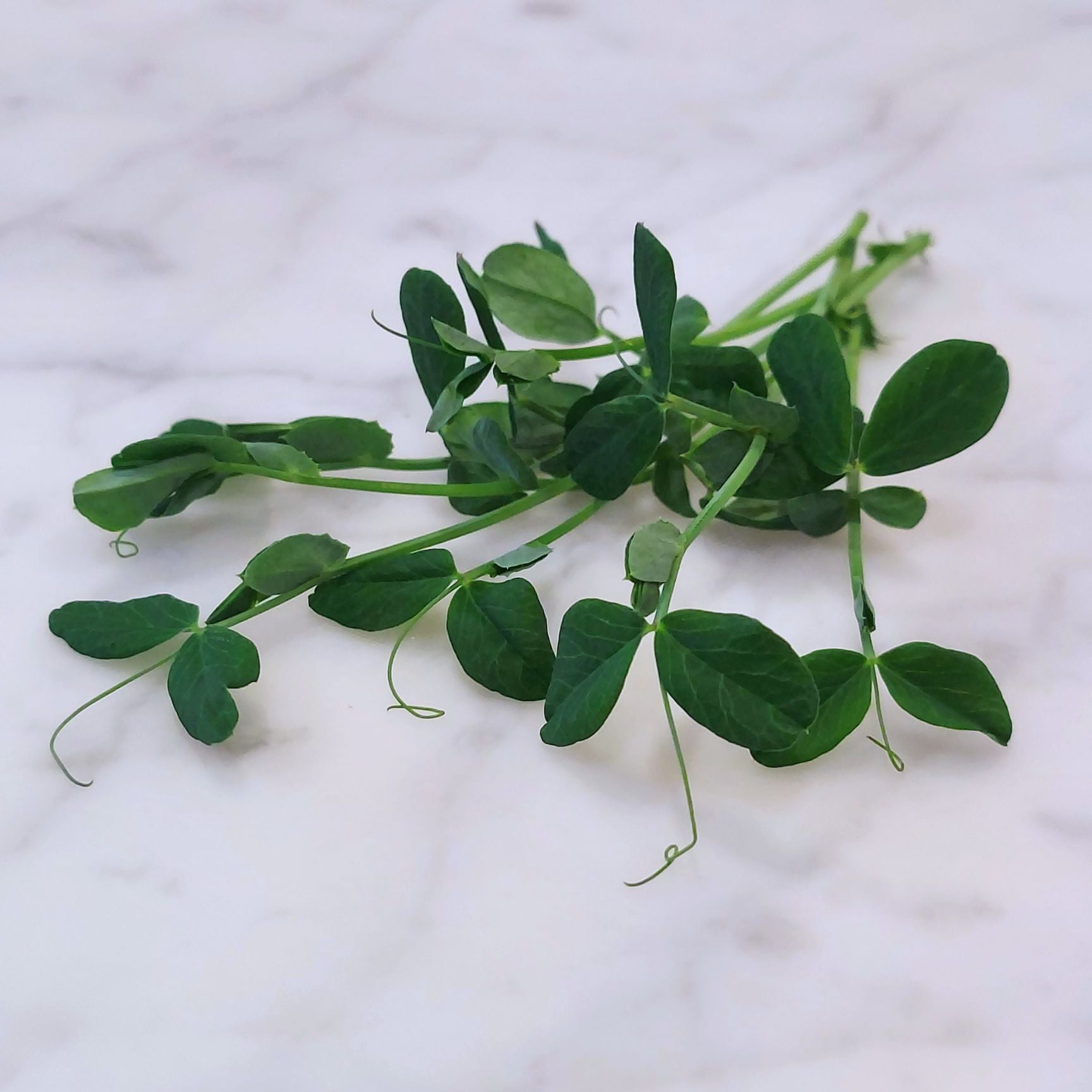 Speckled Pea Shoots 15 Oz