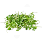 Wasabi Microgreens 4 Oz