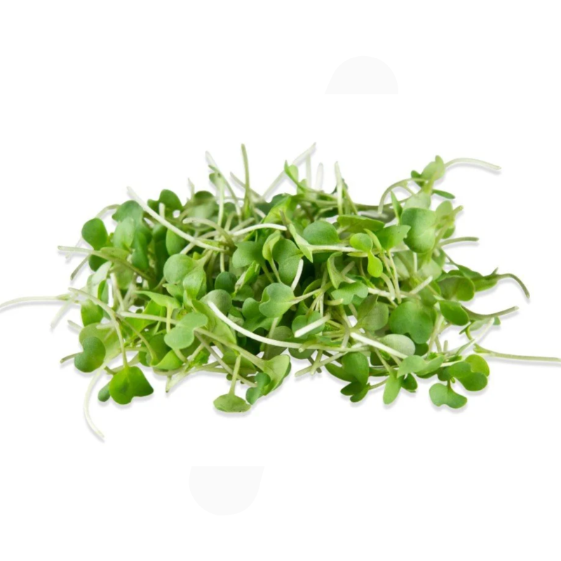 Wasabi Microgreens 4 Oz